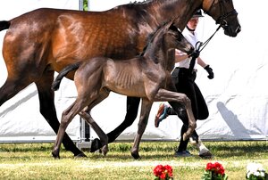 Zur gefeierten Preisspitze avancierte das Trakehnerfohlen Schwalbenfeuer (v. Millennium-High Motion-Exclusiv-Freudenfest-Enrico Caruso-Ibikus-Impuls, Trak. Familie O35/Saaleck 98-Fürst zu Dohna/Schlobitten, Z. u. Ausst.: Bernhard Langels, Schäplitz) | © Reckimedia