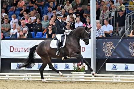 Pommery Look OLD siegt in der Finalqualifikation der vierjährigen Stuten und Wallache. | © Beelitz