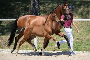 Der Hengstanwärter v. Dream Boy - Veneziano aus der Zucht von Jakob und Martina Reglauer avancierte mit 18.500 Euro zur Preisspitze der zweiten One-Day-Auktion des DSP in Rohr.  | © Hubert Fischer